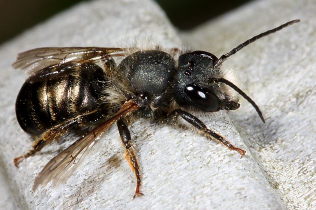 Osmia bicornis, altes M