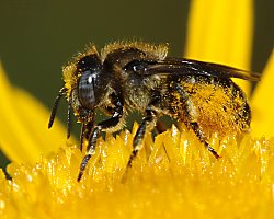 Osmia spinulosa, W (Dillenburg, 5.7.2015) Osmia spinulosa, W