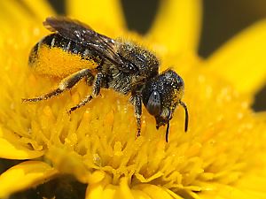 Mauerbiene: Osmia spinulosa, W Mauerbiene: Osmia spinulosa, W