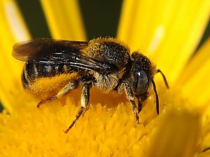 Mauerbiene: Osmia spinulosa, W Mauerbiene: Osmia spinulosa, W