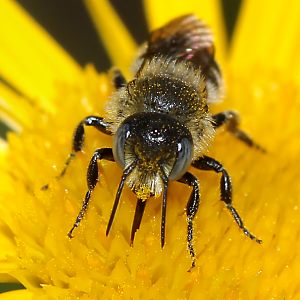Mauerbiene: Osmia spinulosa, M Mauerbiene: Osmia spinulosa, M