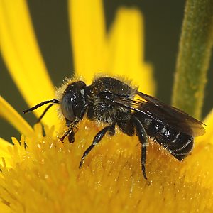 Mauerbiene: Osmia spinulosa, M Mauerbiene: Osmia spinulosa, M