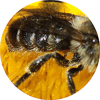 Osmia spinulosa, M mit Sternit-Dorn
