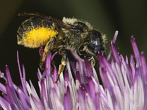 Mauerbiene: Osmia spinulosa, M Mauerbiene: Osmia spinulosa, M