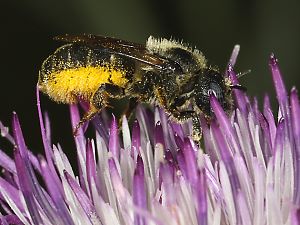 Mauerbiene: Osmia spinulosa, M Mauerbiene: Osmia spinulosa, M