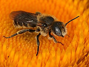 Osmia spinulosa, M Osmia spinulosa, M