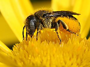 Osmia spinulosa, W Osmia spinulosa, W
