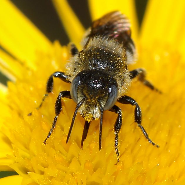 Osmia spinulosa, M