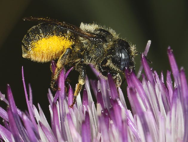 Osmia spinulosa, W
