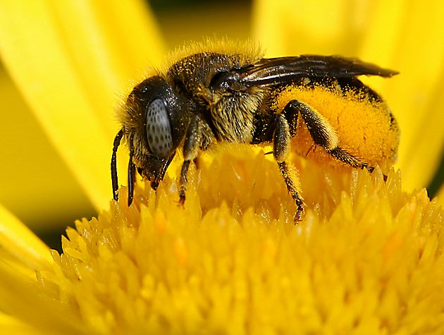 Osmia spinulosa, W