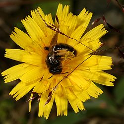 Zottelbiene Panurgus banksianus, W Zottelbiene Panurgus banksianus, W