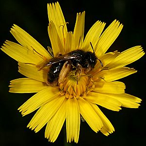 Panurgus banksianus, W Panurgus banksianus, W