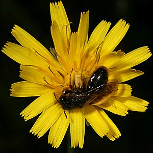 Panurgus banksianus, W Panurgus banksianus, W