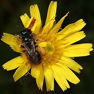 Panurgus banksianus, W Panurgus banksianus, W