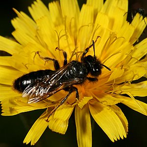 Panurgus banksianus, M Panurgus banksianus, M