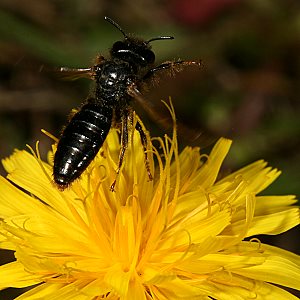 Panurgus banksianus, M, abfliegend Panurgus banksianus, M, abfliegend