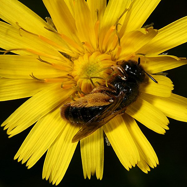 Panurgus banksianus, W