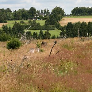 Panurgus-banksianus-Habitat Panurgus-banksianus-Habitat