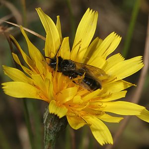 Panurgus calcaratus Panurgus calcaratus