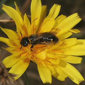 Panurgus calcaratus Panurgus calcaratus