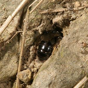 Panurgus calcaratus, grabendes W (1)