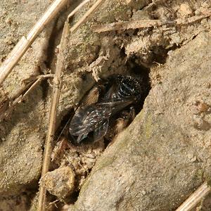 Panurgus calcaratus, grabendes W (2)