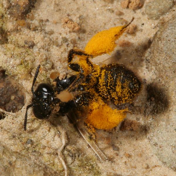 Panurgus calcaratus, W