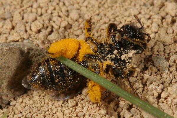 Panurgus calcaratus, W