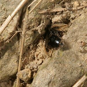 Panurgus calcaratus, grabendes W (3) Panurgus calcaratus, grabendes W (3)