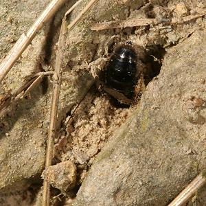 Panurgus calcaratus, grabendes W (4) Panurgus calcaratus, grabendes W (4)