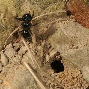 Panurgus calcaratus Panurgus calcaratus