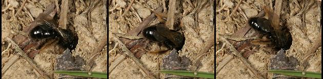 Panurgus calcaratus beim Graben (1) Panurgus calcaratus beim Graben (1)