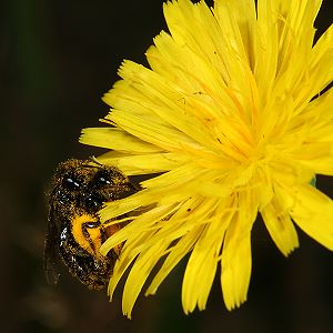 Panurgus calcaratus, MW: Paarung Panurgus calcaratus, MW: Paarung