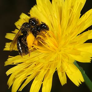 Panurgus calcaratus, MW: Paarung Panurgus calcaratus, MW: Paarung