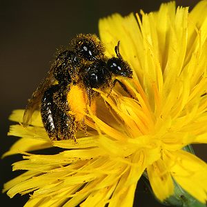 Panurgus calcaratus, MW: Paarung Panurgus calcaratus, MW: Paarung