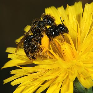 Panurgus calcaratus, MW: Paarung Panurgus calcaratus, MW: Paarung