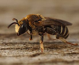 Pseudapis diversipes, M