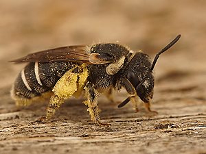 Pseudapis diversipes, W