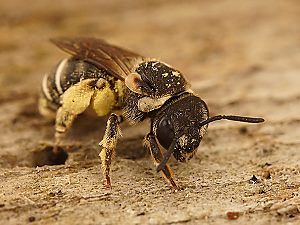 Pseudapis diversipes, W