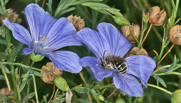 Schl&uuml;rfbiene Rophites, M