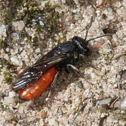 Blutbiene Sphecodes albilabris, W Blutbiene Sphecodes albilabris, W