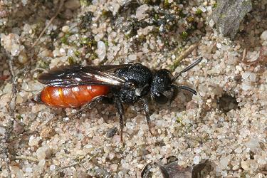 Sphecodes albilabris, W Sphecodes albilabris, W