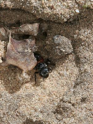 Sphecodes albilabris, W Sphecodes albilabris, W