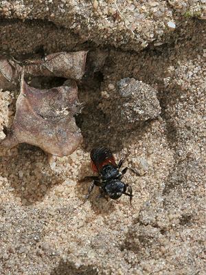 Sphecodes albilabris, W Sphecodes albilabris, W