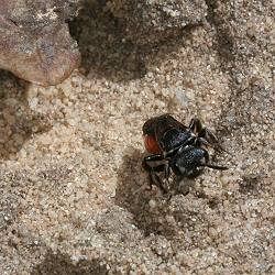 Sphecodes albilabris, W Sphecodes albilabris, W