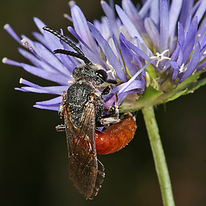 Sphecodes albilabris, M Sphecodes albilabris, M