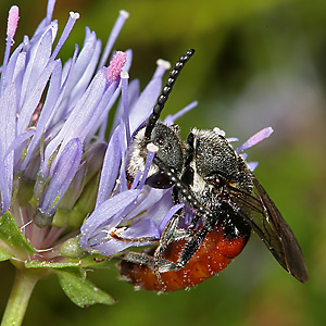 Sphecodes albilabris, M Sphecodes albilabris, M