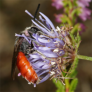 Sphecodes albilabris, M Sphecodes albilabris, M