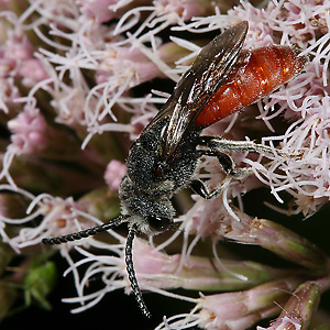 Sphecodes albilabris, M Sphecodes albilabris, M