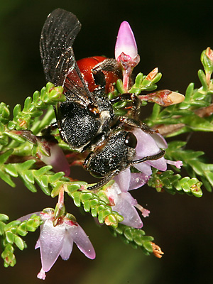 Sphecodes albilabris, W Sphecodes albilabris, W